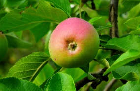 果树一个青苹果图片